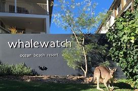 Whale Watch Ocean Beach Resort