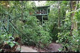 Jungle Living Tree Houses