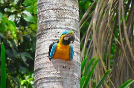 Tambopata Ecolodge