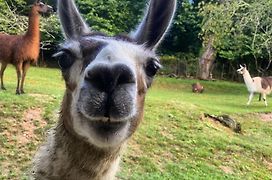 Loire Valley Llama Farm Stay