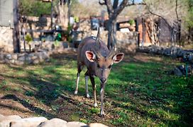 Foxy Crocodile Bush Lodge & Kruger Safari'S - No Loadshedding