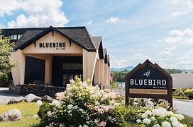 Bluebird Lake Placid