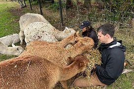 Silverstream Alpaca Farmstay & Tour