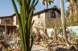 Garden Cactus