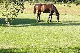 Kokomo Farms