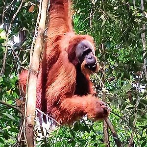 On The Rocks Bungalows, Restaurant And Jungle Trekking Tours Bukit Lawang Exterior photo