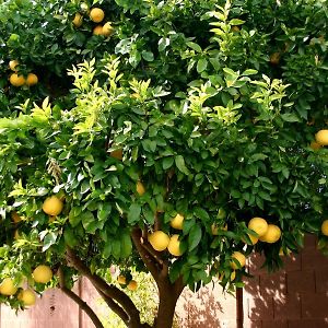 Hotel Lemon Tree Trogir Exterior photo