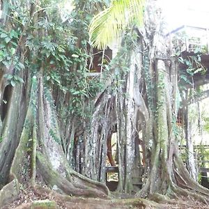 Topos Tree House Cahuita Exterior photo